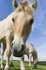 Naklejka premium two Haflinger