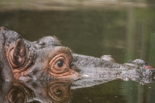 hippo in the lake