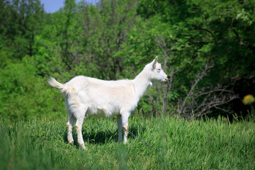 goat on pasture