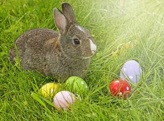 cute easter rabbit and easter eggs