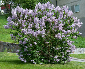 Lilacs blossoming on a bush, Sweden in May.