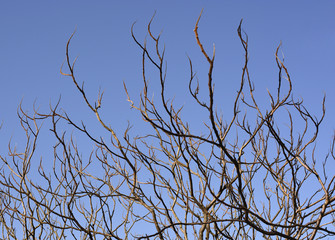 Tree branches on blue sky in spring, beginning to come alive.
