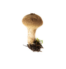 Puffball mushroom isolated on white background