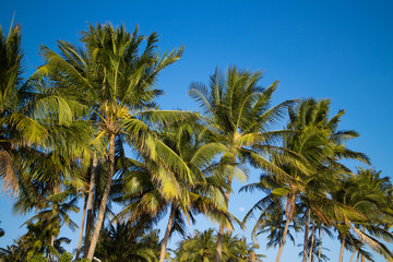 palms over blue sky