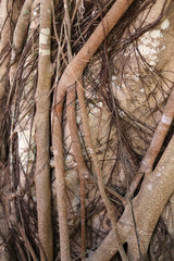 the roots of a tropical tree