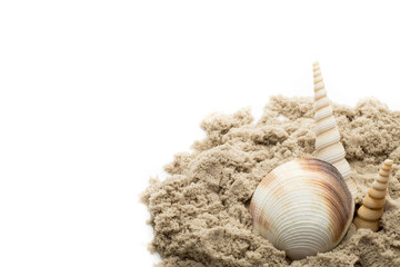 Scallop isolated on the white background.
