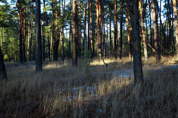 Fototapeta premium Sunset in a winter forest