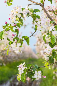 Blooming apple tree branch in spring garden
