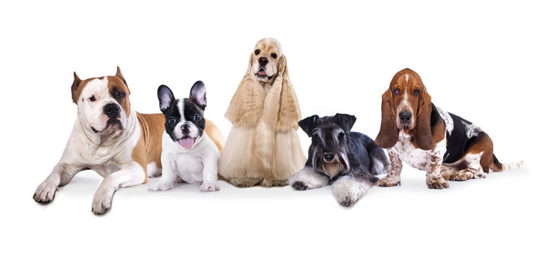 Group of  dogs sitting in front of a white background