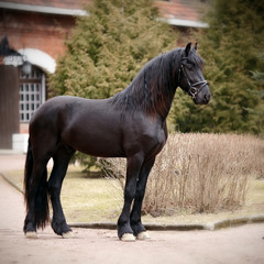 Black horse.