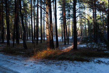 Fototapeta premium Sunset in a winter forest