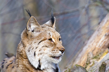 Naklejka premium Eurasian lynx (Lynx lynx)