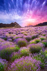 Foto op Plexiglas Platteland Zonsondergang boven een zomers lavendelveld