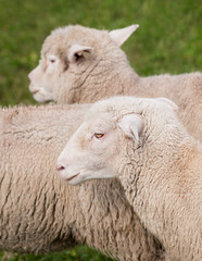 Sheep (Ovis aries) Running By