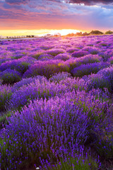 Fototapeta premium Lavender field in Tihany, Hungary