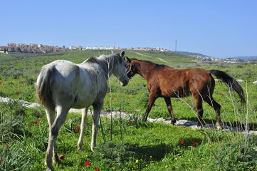 Obraz na płótnie Canvas Horses eating grass on the green field