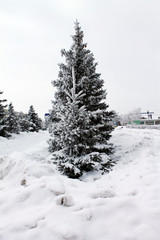 Fluffy fir, Christmas tree stands in the snow