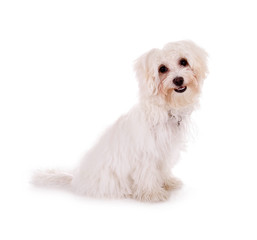 Sitzender weißer Hund