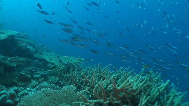Beautiful coral reef and school of fish
