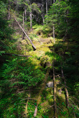 Fototapeta na wymiar Old forest with moss
