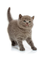 Fototapeta premium Grey striped kitten isolated on a white