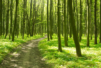 Fototapeta na wymiar Path in green forest