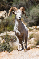 Desert Big Horn Ram Sheep