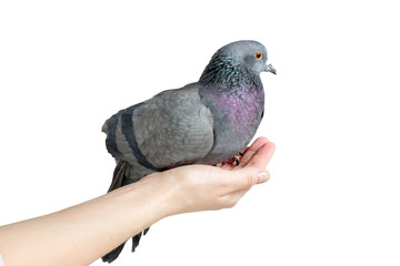 Hand dove