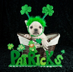 St Patrick's Day Puppy