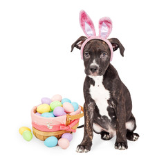 Obraz premium Puppy With Easter Bunny Ears and Basket