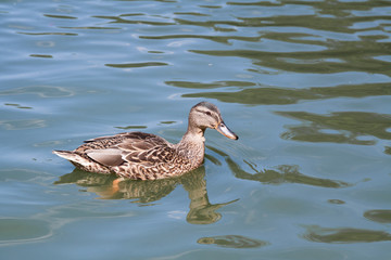 Wild duck