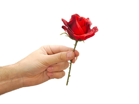 Red Rose In Hand Isolated On White Background. Valentines Day