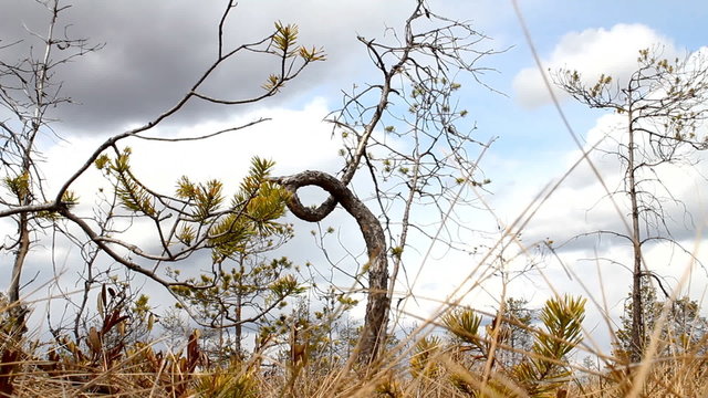 Wonderful knot in  node tree