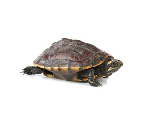 turtle on white background