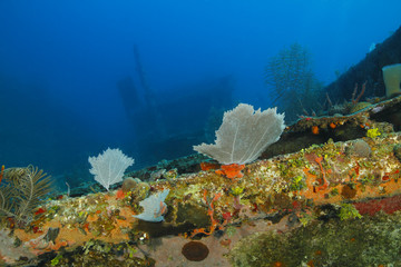 Coral Encrusted Shipwreck - Roatan, Honduras