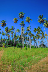Obraz premium coconut trees that thrives on an island