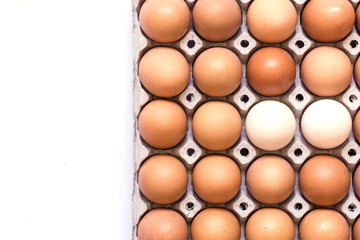 Eggs in paper tray