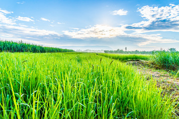 Obraz premium Rice field