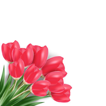 Vector Spring Red Tulip Isolated On White Background.