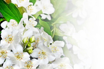 Spring landscape with delicate jasmine flowers