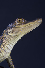 American alligator (Alligator mississipiensis)