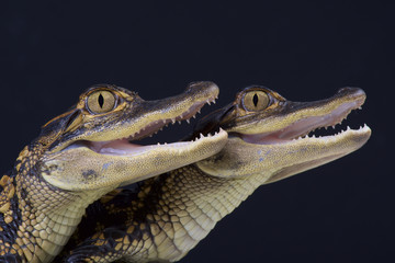 American alligators (Alligator mississipiensis)