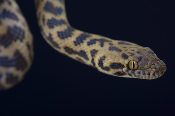 Spotted python (Antaresia maculosa)