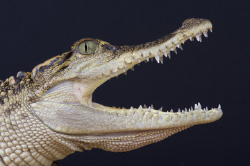 Fototapeta premium Siamese crocodile (Crocodylus siamensis)