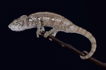 Malagasy giant chameleon (Furcifer oustaleti)