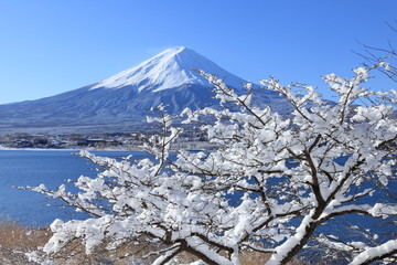 Naklejka premium 雪景色の河口湖と富士山