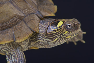 Fototapeta na wymiar Map turtle (Graptemys ouachitensis)