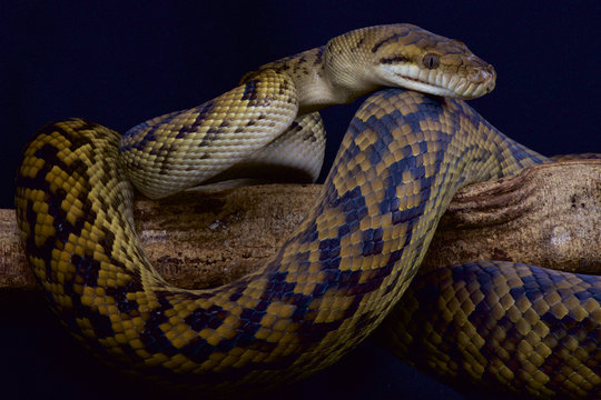 Kinghorn's python (Morelia kinghorni)