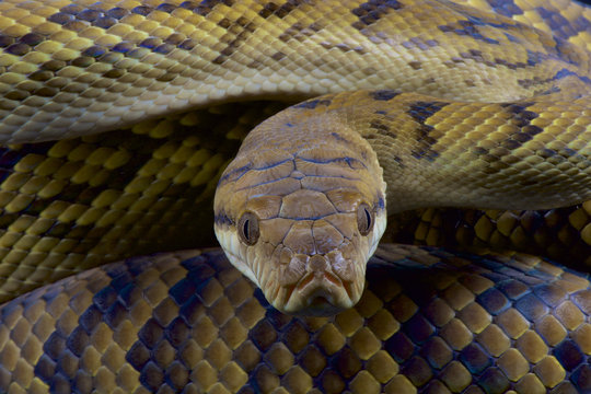 Kinghorn's python (Morelia kinghorni)