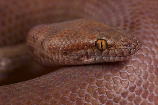 Pygmy python (Antaresia perthensis)